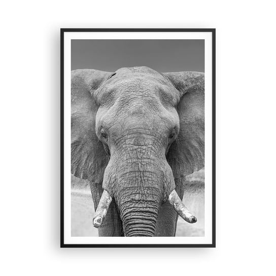 Plakat w ramie Arttor Witaj w moim świecie - 70x100 cm - Plakat w czarnej ramie - Słoń, Afryka, Zwierzęta, Natura, Czarno-Biały - P2BPA70x100-5072 ARTTOR