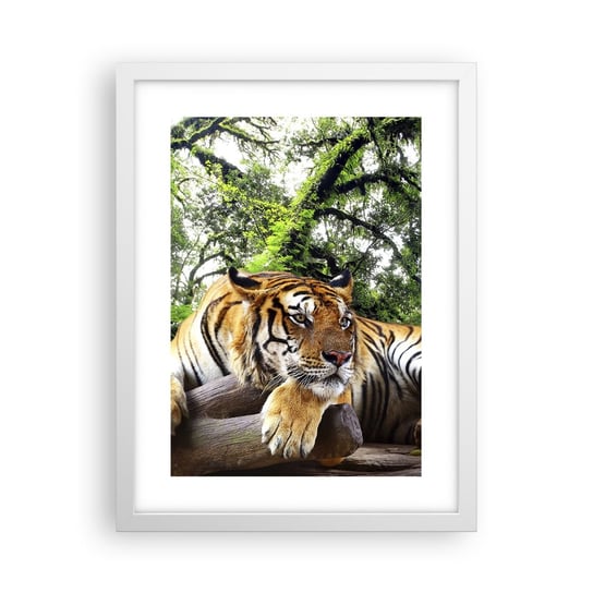 Plakat w ramie Arttor Z wyrazami szacunku - 30x40 cm - Plakat w białej ramie - Tygrys, Zwierzęta, Drapieżnik, Natura, Dżungla - P2WPA30x40-4166 ARTTOR