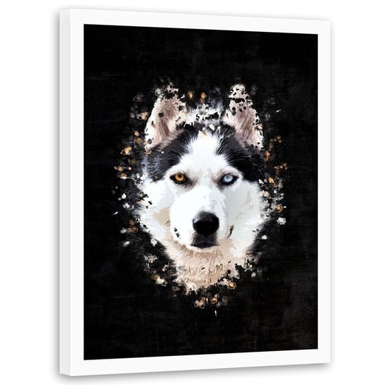 Plakat w ramie białej FEEBY Husky syberyjski, 70x100 cm Feeby