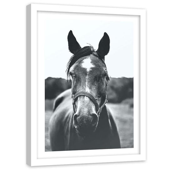 Plakat w ramie białej Feeby, Koń zwierzę zbliżenie 40x60 cm Feeby
