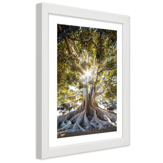 Plakat w ramie białej, Wielkie egzotyczne drzewo 20x30 Feeby