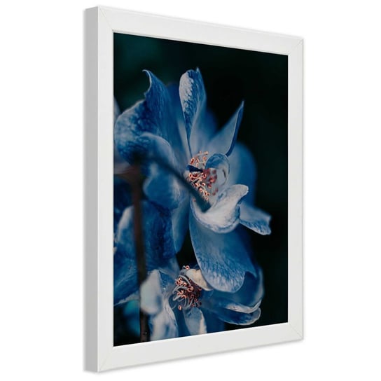 Plakat w ramie białej, Zbliżenie na niebieski kwiat 30x45 Feeby