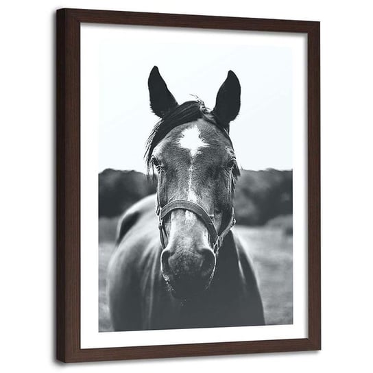 Plakat w ramie brązowej Feeby, Zwierzę koń zbliżenie 40x60 cm Feeby