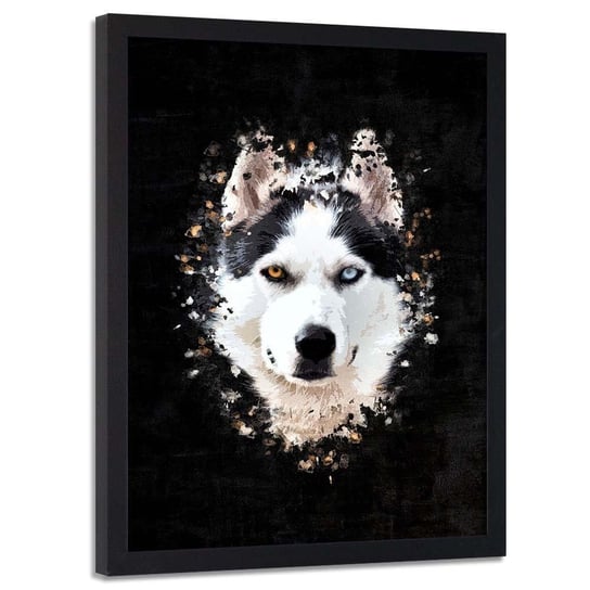 Plakat w ramie czarnej FEEBY Husky syberyjski, 50x70 cm Feeby