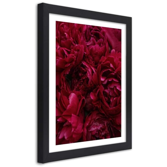 Plakat w ramie czarnej, Kwiaty piwonii w zbliżeniu 30x45 Feeby