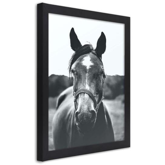 Plakat w ramie czarnej, Portret konia 30x45 Feeby