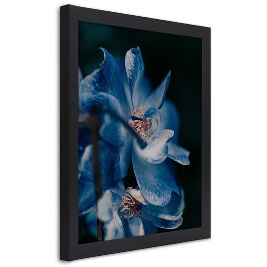 Plakat w ramie czarnej, Zbliżenie na niebieski kwiat 30x45 Feeby