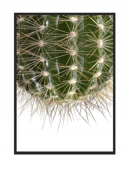 Plakat w ramie E-DRUK Kaktus, 33x43 cm e-druk