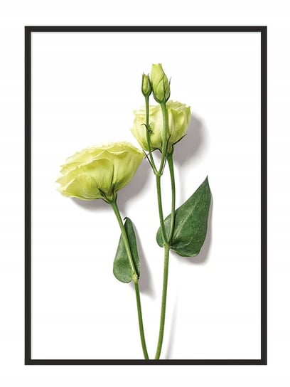 Plakat w ramie E-DRUK Kwiat, 53x73 cm e-druk