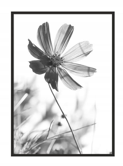 Plakat w ramie E-DRUK Kwiatek, 33x43 cm e-druk