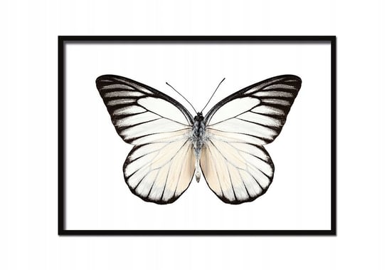 Plakat w ramie E-DRUK Motyl, 53x73 cm e-druk