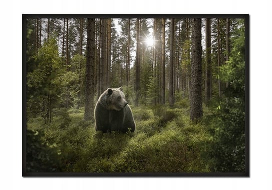 Plakat w ramie E-DRUK Niedźwiedź, 43x33 cm e-druk