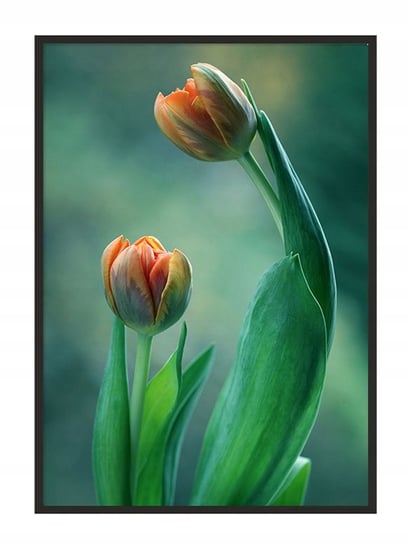 Plakat w ramie E-DRUK Tulipan, 33x43 cm e-druk