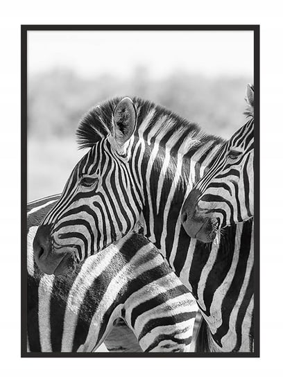 Plakat w ramie E-DRUK Zebra, 53x73 cm e-druk