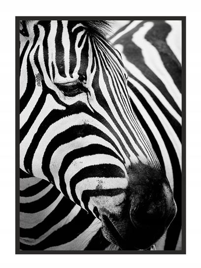Plakat w ramie E-DRUK Zebra 7, 43x33 cm e-druk