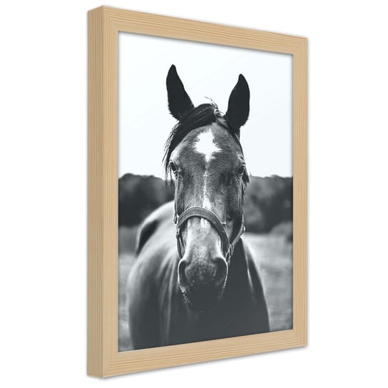 Plakat w ramie naturalnej, Portret konia 30x45 Feeby