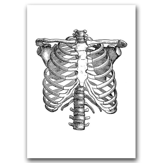 Plakat w stylu retro Anatomiczny Szkielet A3 Vintageposteria