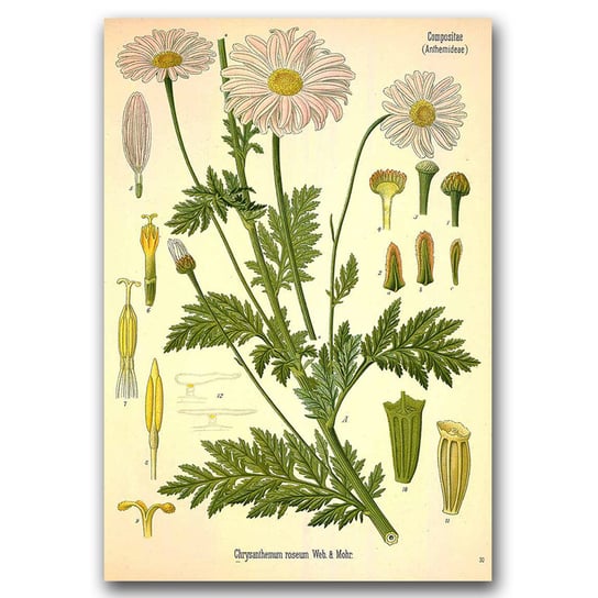 Plakat w stylu retro Botaniczna kompozycja A2 Vintageposteria