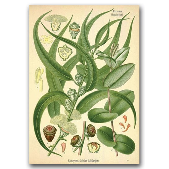 Plakat w stylu retro Ilustracja eukaliptusa A2 Vintageposteria