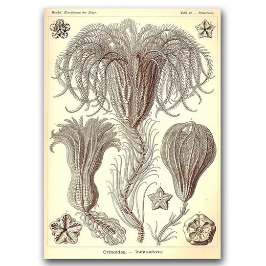 Plakat w stylu vintage Crinoidea Ernst Haeckel A1 Vintageposteria