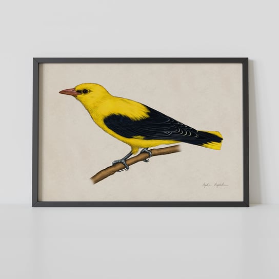 Plakat Wilga 30X40 cm, Polskie Ptaki, Zwierzęta, Autorska Ilustracja, Dekoracja TukanMedia