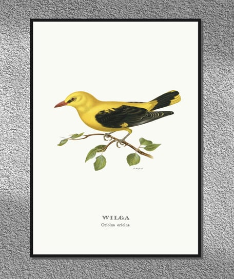 Plakat Wilga, ptaki Polski, grafika ze starego atlasu ptaków 30x40 (A3) / DodoPrint Dodoprint
