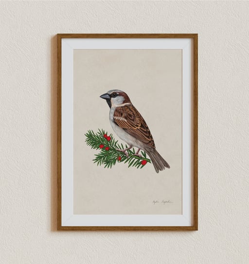 Plakat Wróbel na gałązce cisu 21x30, Polskie ptaki, zwierzęta, autorska ilustracja, dekoracja TukanMedia