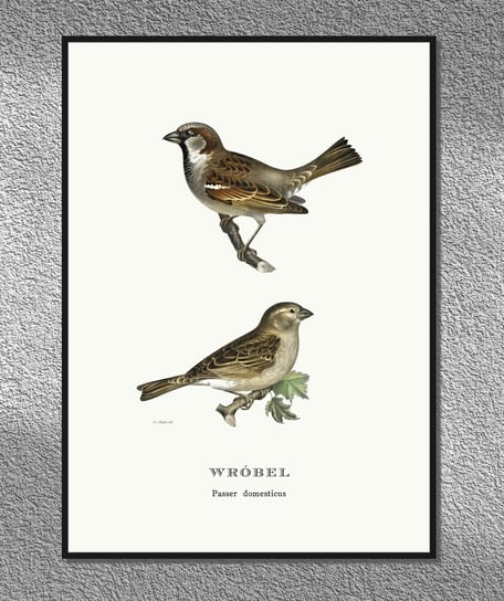 Plakat Wróbel, ptaki Polski, grafika ze starego atlasu ptaków 21x30 cm (A4) / DodoPrint Dodoprint
