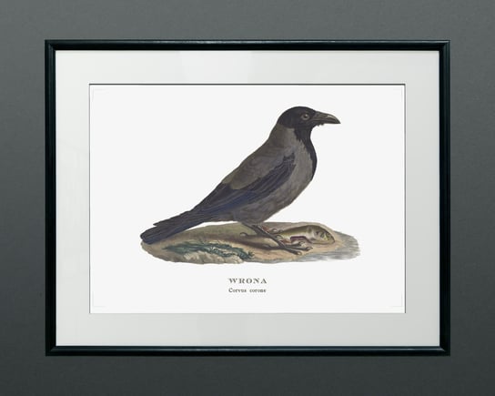 Plakat Wrona siwa, ptaki Polski, grafika ze starego atlasu ptaków 21x30 cm (A4) / DodoPrint Dodoprint