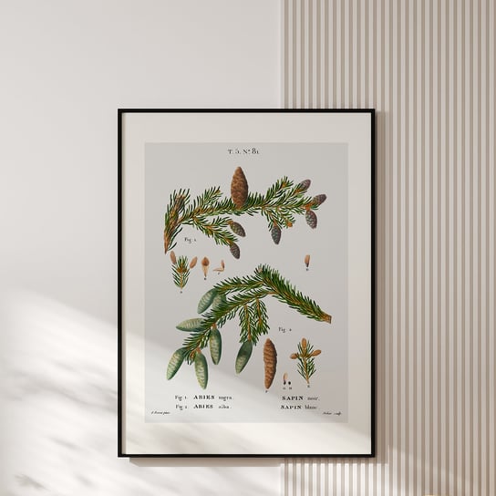 Plakat z botaniczną ryciną ABIES 30x40 cm MUYBIEN