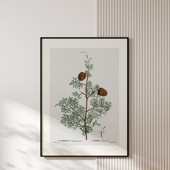 Plakat z botaniczną ryciną CYPRES 30x40 cm MUYBIEN