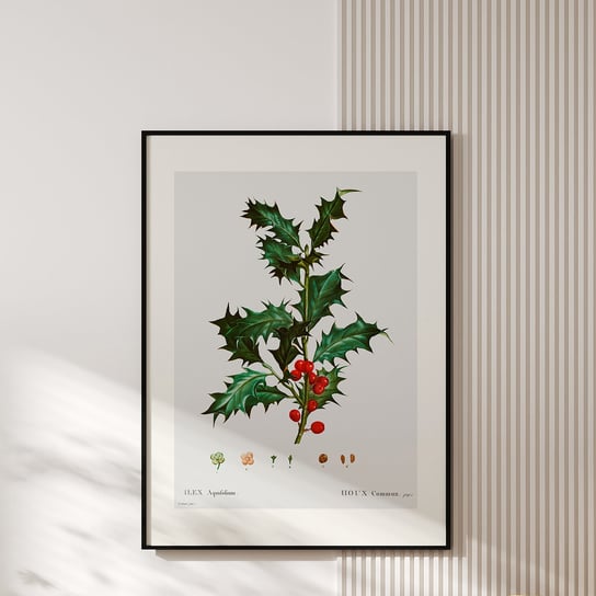 Plakat z botaniczną ryciną ILEX 30x40 cm MUYBIEN