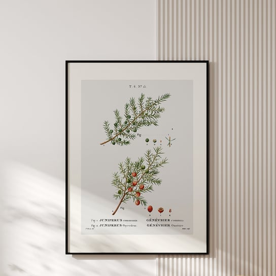 Plakat z botaniczną ryciną JUNIEPRUS 30x40 cm MUYBIEN