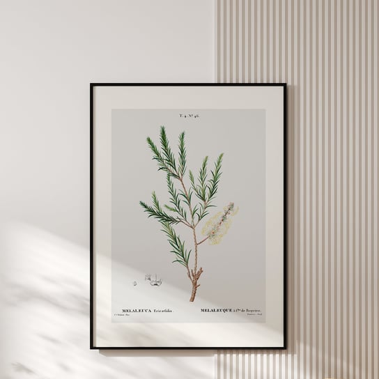 Plakat Z Botaniczną Ryciną Melaleuca MUYBIEN