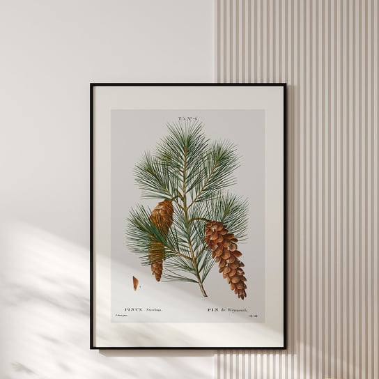 Plakat z botaniczną ryciną PINUS 30x40 cm MUYBIEN