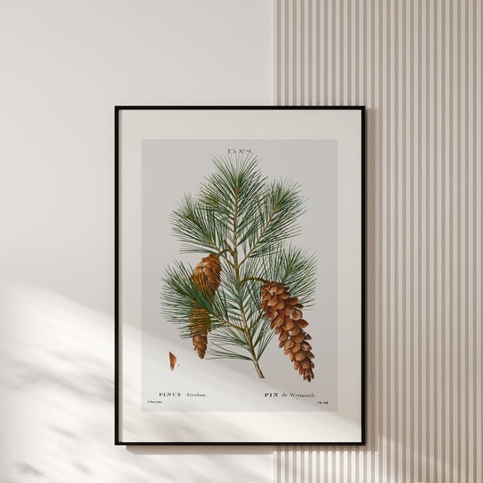 Plakat Z Botaniczną Ryciną Pinus A4 MUYBIEN