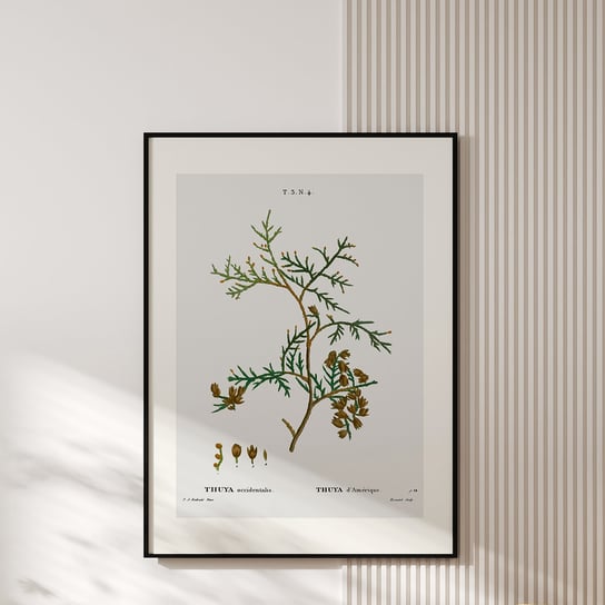 Plakat z botaniczną ryciną THUYA 30x40cm MUYBIEN