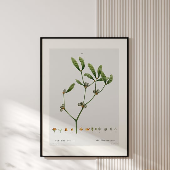 Plakat z botaniczną ryciną VISCUM 30x40 cm MUYBIEN