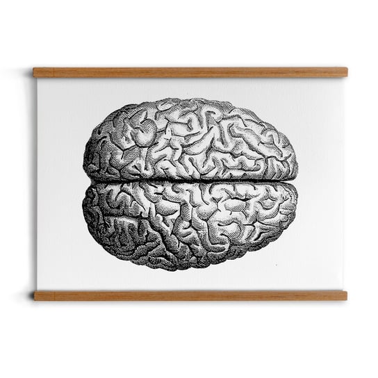 plakat z ramką Anatomia mózg A2 do jadalni drewno, ArtprintCave ArtPrintCave