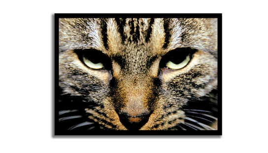 Plakat ze zdjęciem kota, format A3, dla kociarza, z kotem pomysł na prezent Inna marka