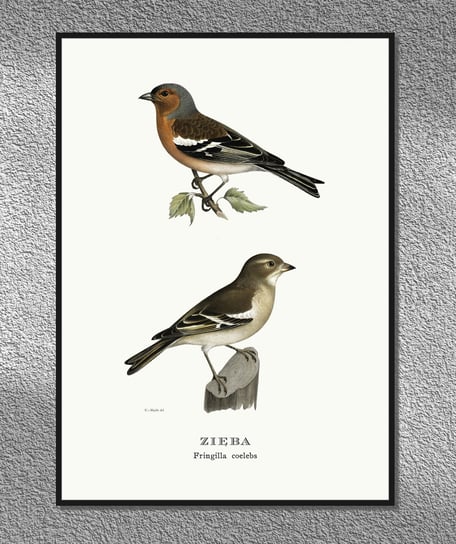 Plakat Zięba, ptaki Polski, grafika ze starego atlasu ptaków 21x30 cm (A4) / DodoPrint Dodoprint