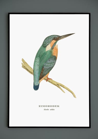 Plakat Zimorodek, ptaki Polski, grafika ze starego atlasu ptaków 21x30 cm (A4) / DodoPrint Dodoprint