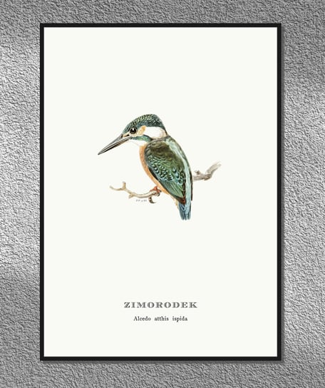 Plakat Zimorodek, ptaki Polski, grafika ze starego atlasu ptaków 21x30 cm cm (A4) / DodoPrint Dodoprint