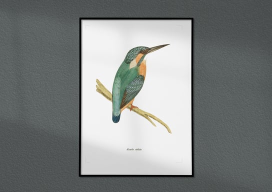 Plakat Zimorodek, ptaki Polski, grafika ze starego atlasu ptaków 30x40 (A3) / DodoPrint Dodoprint