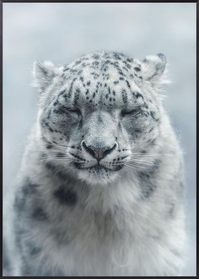 Plakat Zimowy Śnieżna Pantera - 50x70 cm Posteracademy