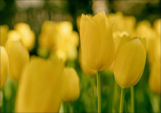 Plakat, Żółte tulipany, 59,4x42 cm reinders