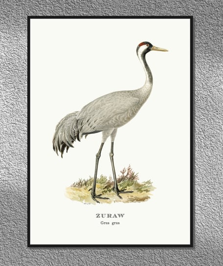 Plakat Żuraw, ptaki Polski, grafika ze starego atlasu ptaków 30x40 (A3) / DodoPrint Dodoprint