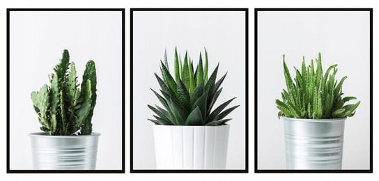 Plakaty w ramie E-DRUK Tryptyk Kaktusy, 33x43 cm e-druk