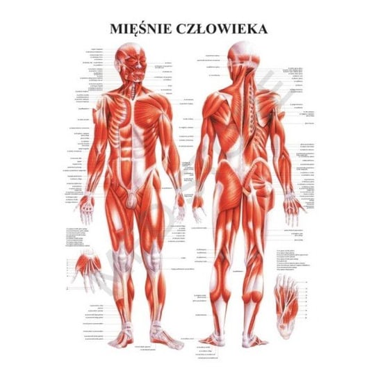 Plansza anatomiczna "Układ mięśniowy" jęz. polski Rüdiger-Anatomie