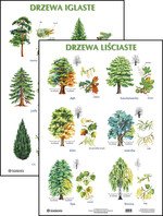 Plansze edukacyjne: Drzewa liściaste / drzewa iglaste Opracowanie zbiorowe